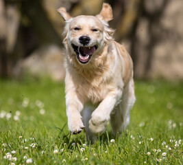 My Golden Puppy is 9 months old with great vitality!