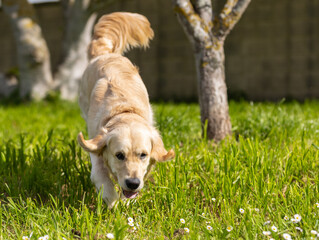 My Golden Puppy is 9 months old with great vitality!