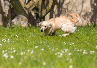 My Golden Puppy is 9 months old with great vitality!