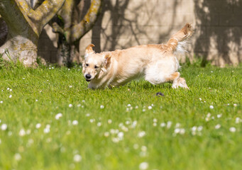 My Golden Puppy is 9 months old with great vitality!