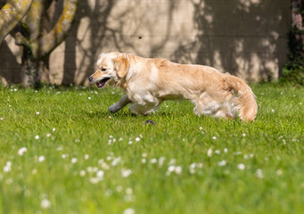 My Golden Puppy is 9 months old with great vitality!
