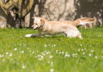 My Golden Puppy is 9 months old with great vitality!