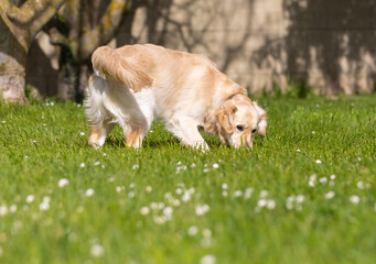 My Golden Puppy is 9 months old with great vitality!