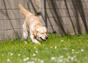 My Golden Puppy is 9 months old with great vitality!