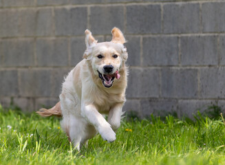 My Golden Puppy is 9 months old with great vitality!