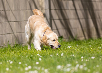 My Golden Puppy is 9 months old with great vitality!