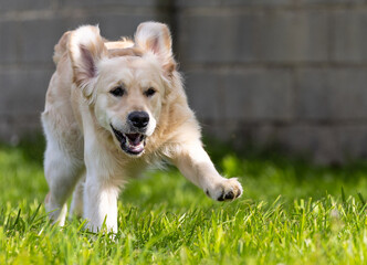 My Golden Puppy is 9 months old with great vitality!
