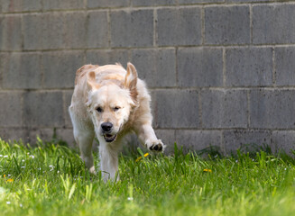 My Golden Puppy is 9 months old with great vitality!