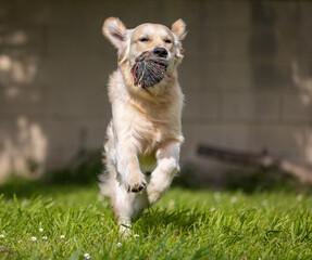 My Golden Puppy is 9 months old with great vitality!