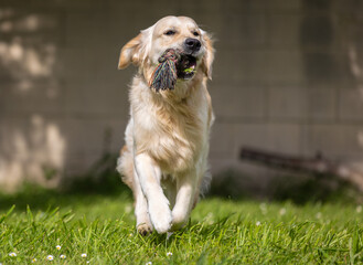 My Golden Puppy is 9 months old with great vitality!