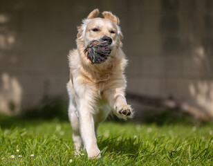 My Golden Puppy is 9 months old with great vitality!