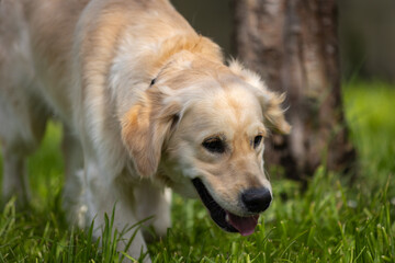 My Golden Puppy is 9 months old with great vitality!