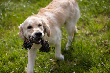 My Golden Puppy is 9 months old with great vitality!