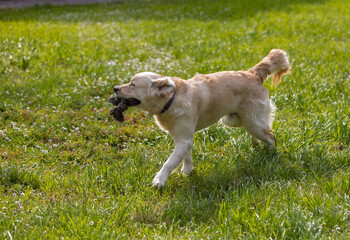 My Golden Puppy is 9 months old with great vitality!
