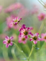 Skalnica Różowa, Touran Pink - bylina wiosenna malarsko sfotografowana starym manualnym obiektywem Helios 44