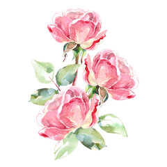 Pink roses watercolor hand painting floral illustration of collection garden flowers. Isolated on white background. Wedding floral design for bouquets, wreaths, arrangements, wedding invitations
