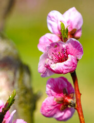 spring peach tree with pink flowers - 778207659