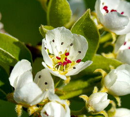 Blossoming pear fruit in an orchard, spring theme.