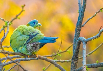 A Yellow footed Green pigeon