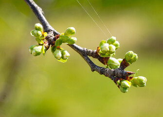  pear  fruit  bud in an orchard,  before blossoming, spring theme. - 778207696