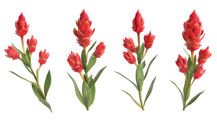 Indian Paintbrush Digital Art 3D Illustration: Vibrant and Colorful Wildflower Isolated on Transparent Background, Perfect Botanical Design Element for Spring and Summer Creations