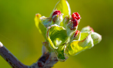 beautiful flowers on a branch of an apple tree against the background of a blurred garden