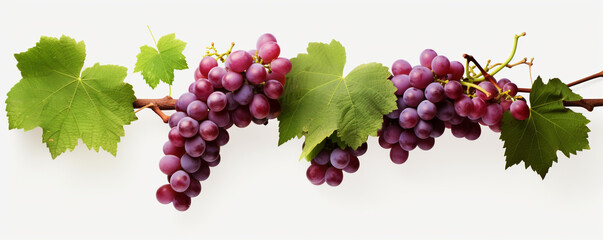 Grapevines isolated on transparent background сreated with Generative Ai