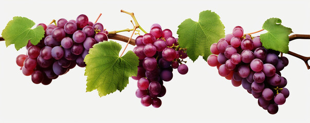 Grapevines isolated on transparent background сreated with Generative Ai