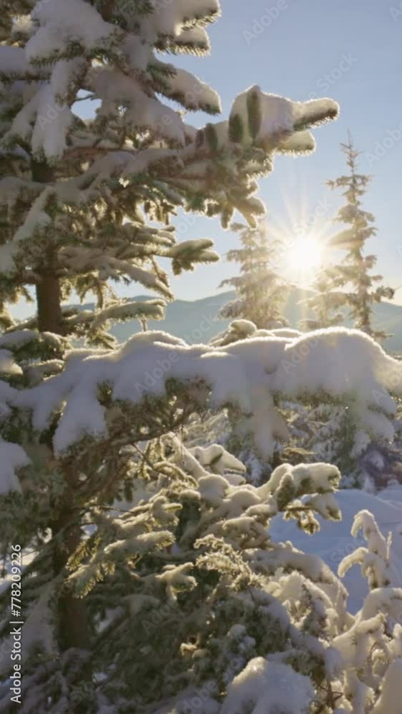 Poster magnificent winter landscape. camera moves down the fir tree covered with fluffy snow. sun coming ou