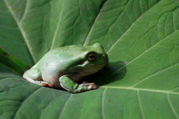 Australian white tree frog on green leaves, dumpy frog on leaves, closeup tree rog
