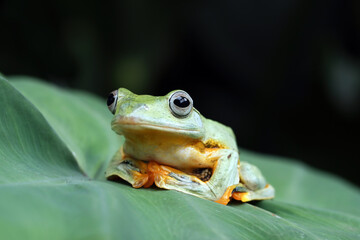 Flying frog on green leaves, rhacophorus reinwardtii closeup, Javan tree frog