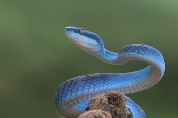 Blue viper snake front view, viper snake closeup on branch, blue viper snake ready to attack