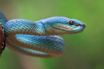 Blue viper snake closeup on branch, blue viper closeup
