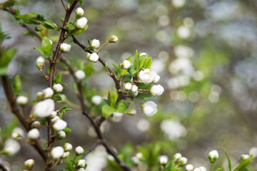 flowers on the tree