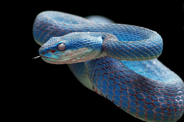 Blue viper snake closeup on branch, blue viper closeup
