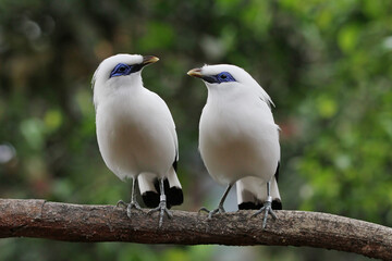 Beautiful Jalak Bali bird on branch, The Bali myna (Leucopsar rothschildi), also known as Rothschild's mynah, Bali starling