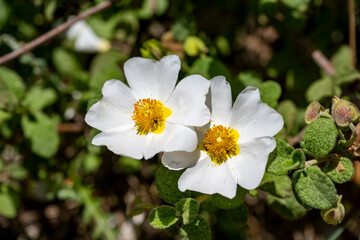 Fototapeta premium Flower of a Montpellier cistus ( Cistus monspeliensis )