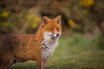 red fox vulpes pregnant portrait up close