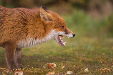 red fox vulpes growling in the wild teeth 