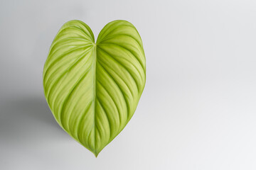 Philodendron Sp Columbia leaf close uh against white isolated background.