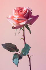 Minimalism rose pattern for background