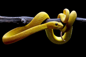 Yellow viper snake isolated on black background, Yellow White-lipped Pit Viper (Trimeresurus insularis)