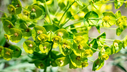 Lower closeup : Leafy spurge ( Euphorbia esula )