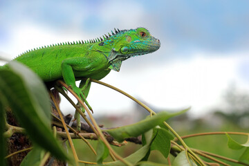 Green iguana closeup head on branch with natural background