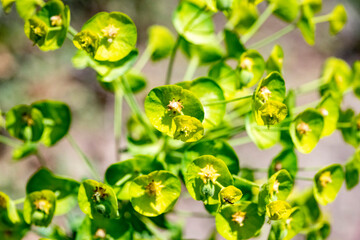 Lower closeup : Leafy spurge ( Euphorbia esula ) - obrazy, fototapety, plakaty