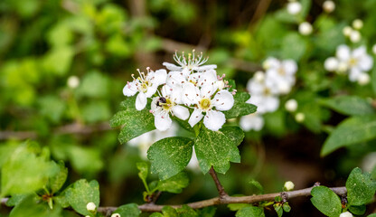 Spring tree flowering. White blooming tree. Antalya, Turkey