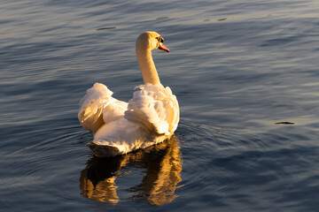 swan on the lake in the light of a beautiful early morning