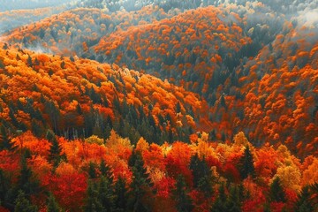 Beautiful orange and red autumn forest, many trees on the orange hills, Bohemian Switzerland...
