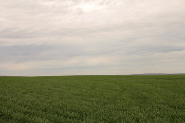 Obraz premium A field of grass