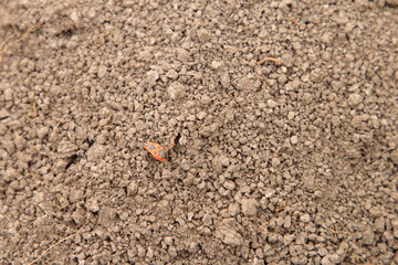 A lady bug on the ground